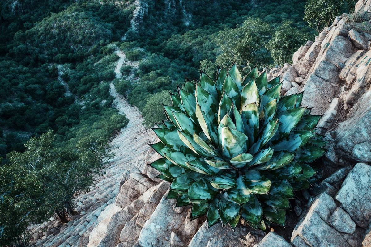 Wild tepextate agave on a cliff