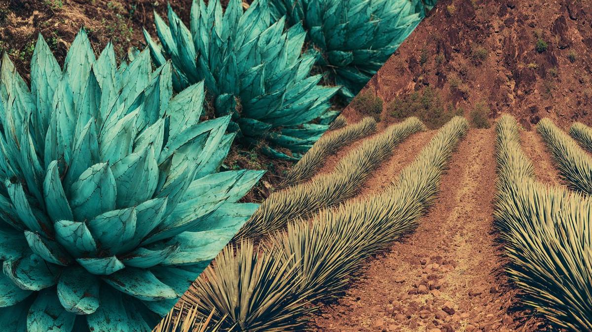 Wild agave beside cultivated rows